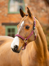 Essential Yard Headcollar