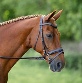 Black Oak Dogwood Bridle