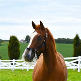 Flexible Filly Grazing Muzzle