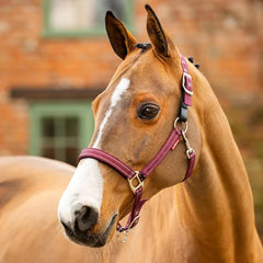 Essential Yard Headcollar