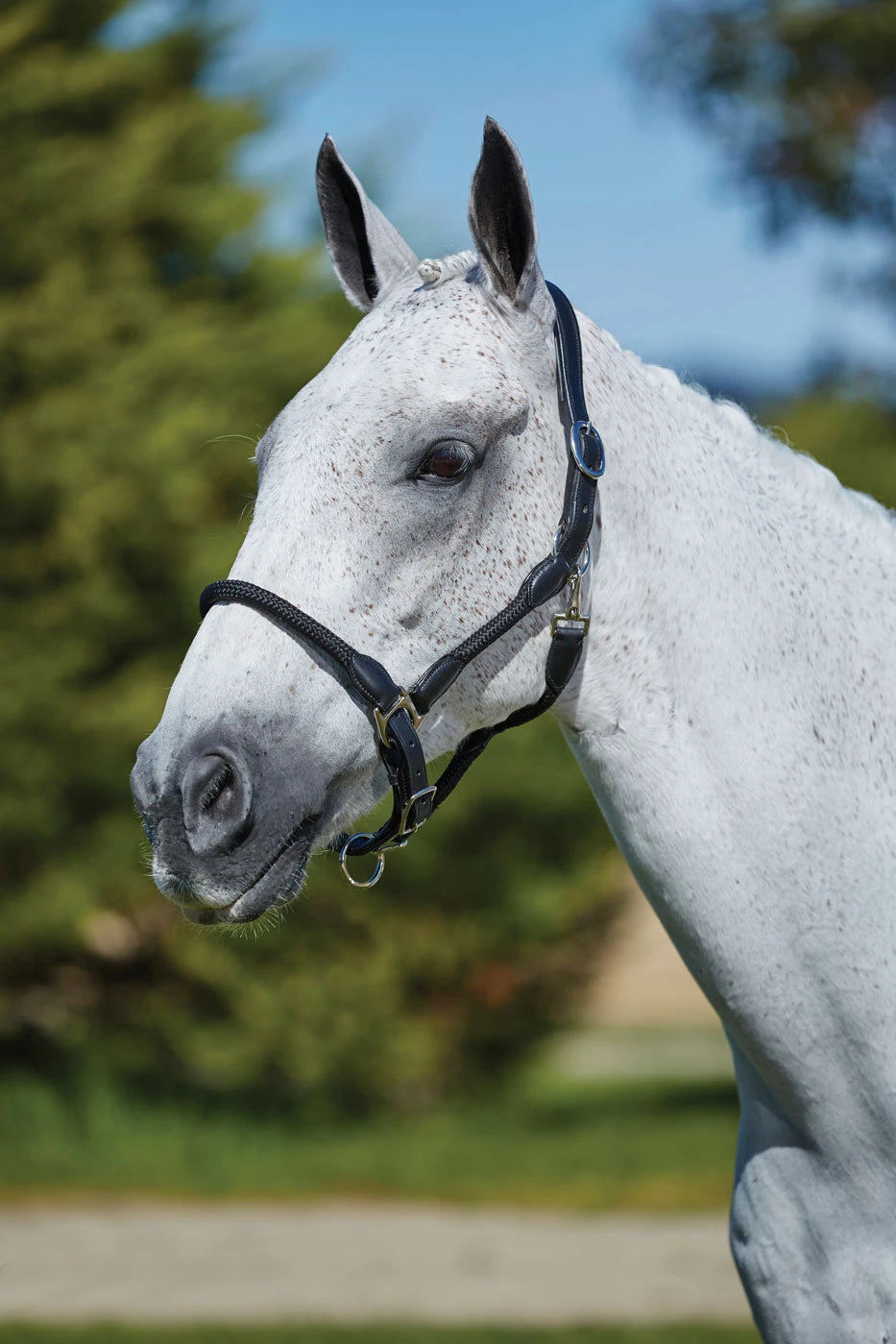 Kincade Leather Rope Halter