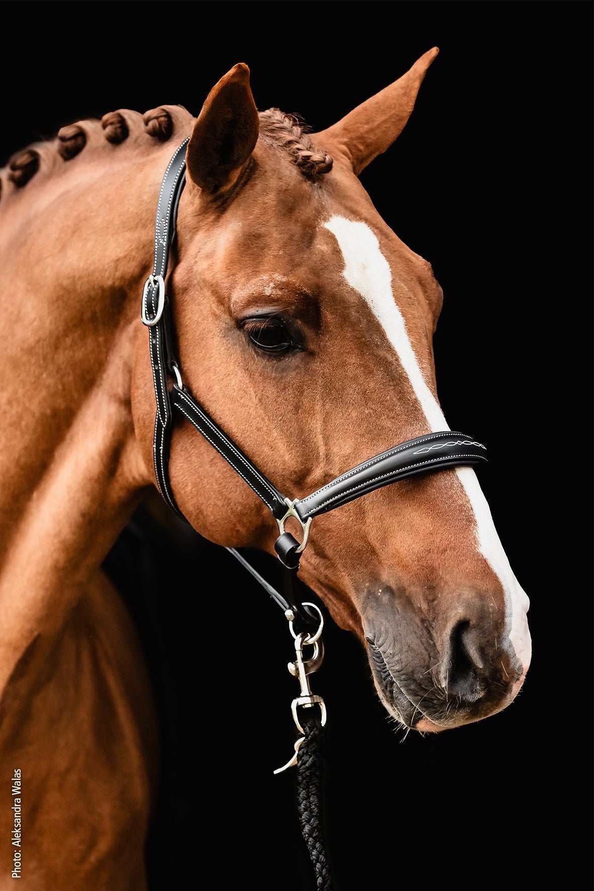 Schocemohle Halter Frisco