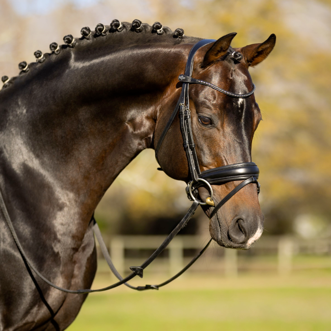Lemieux Classic Dressage Bridle