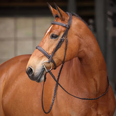 Avignon Ocala Bridle Havana