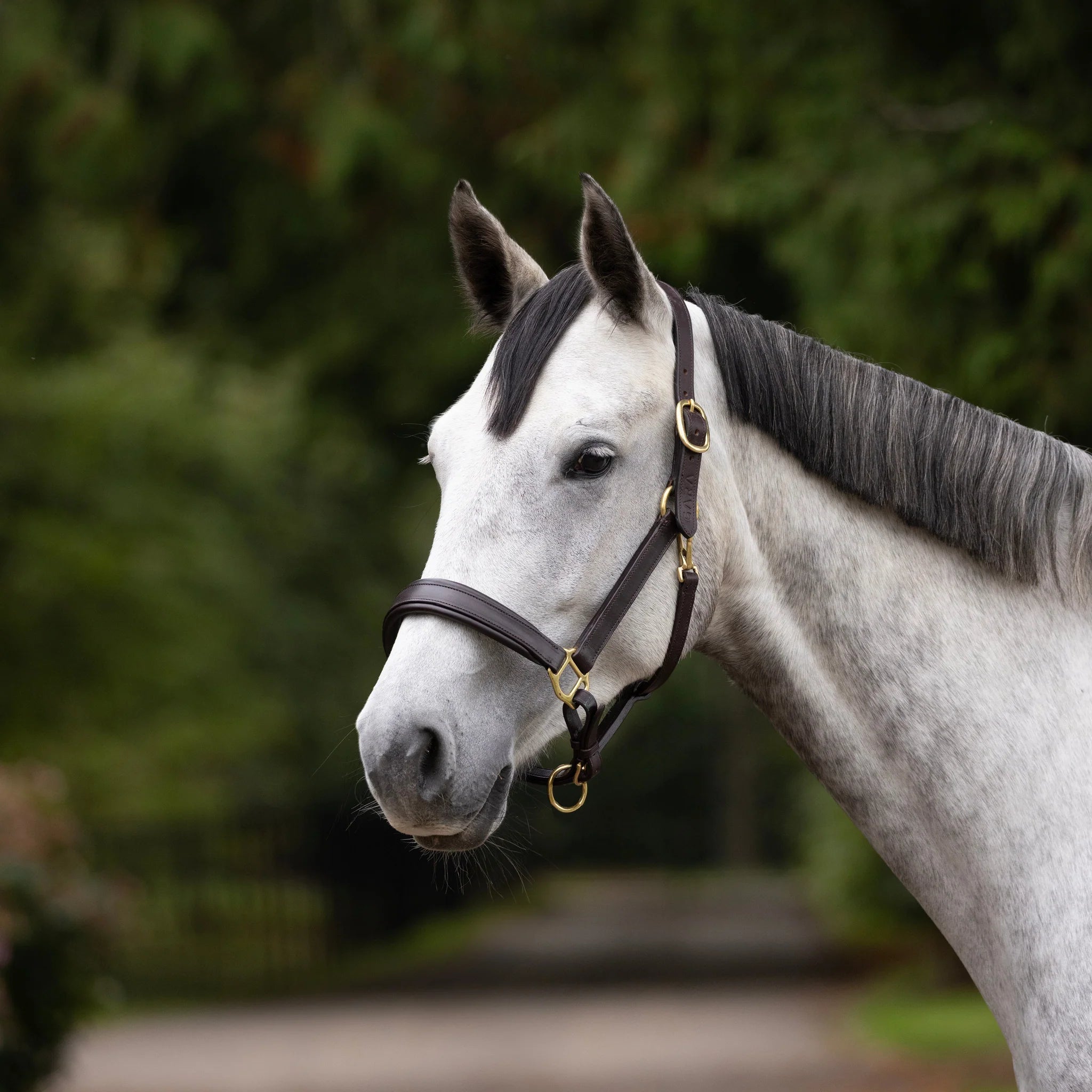 Velociti GARA Leather Travel Headcollar