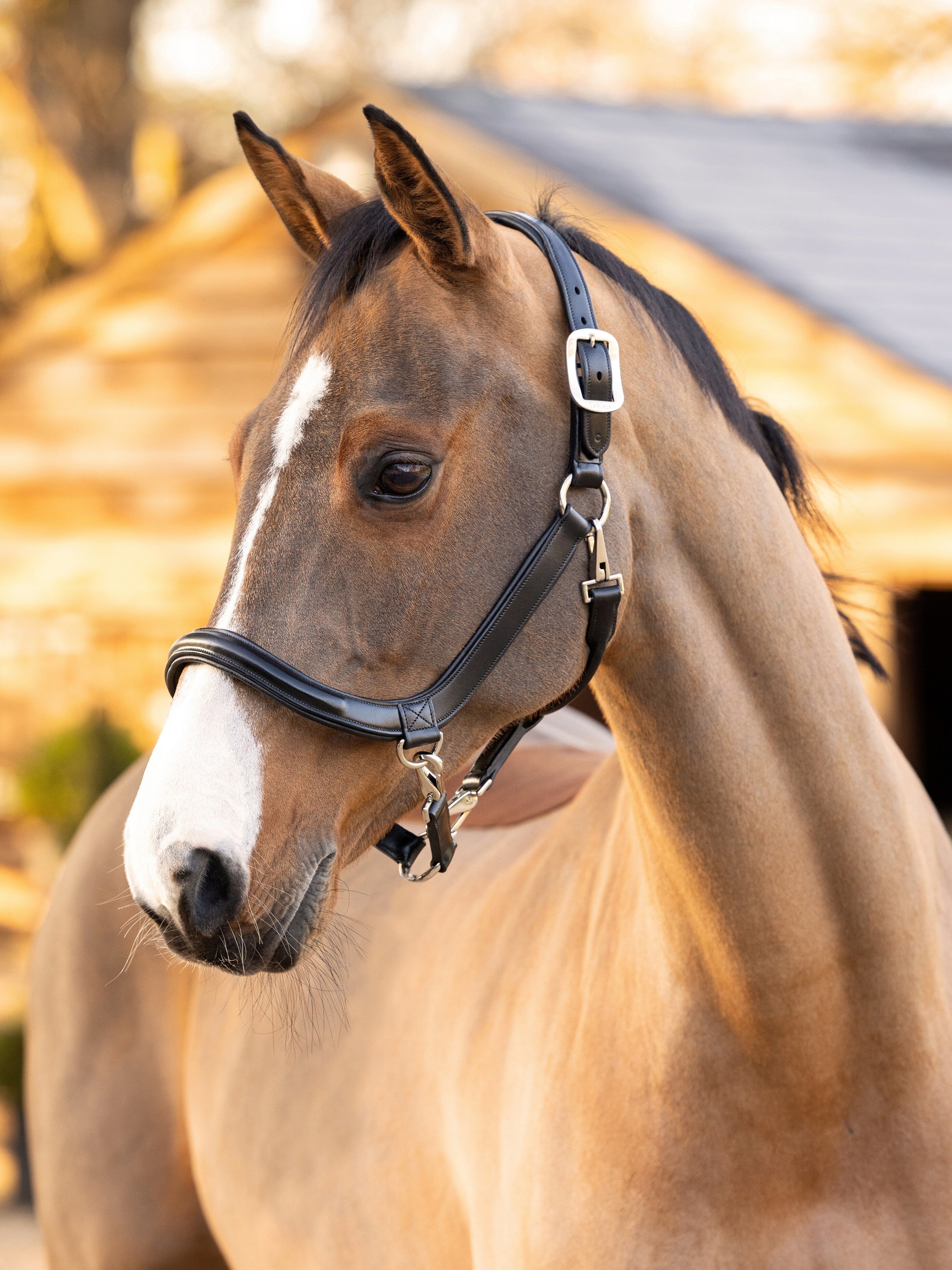 LeMieux Leather Grooming Headcollar
