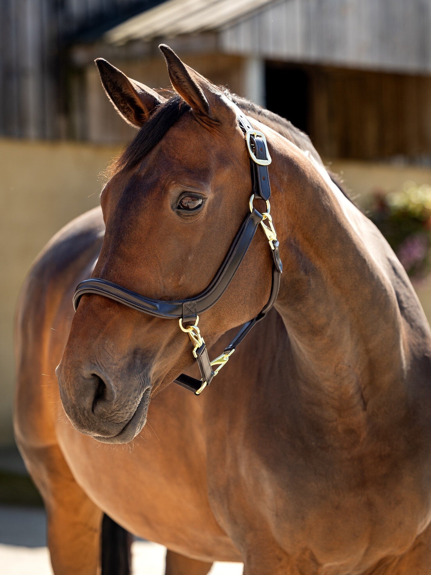 LeMieux Leather Grooming Headcollar