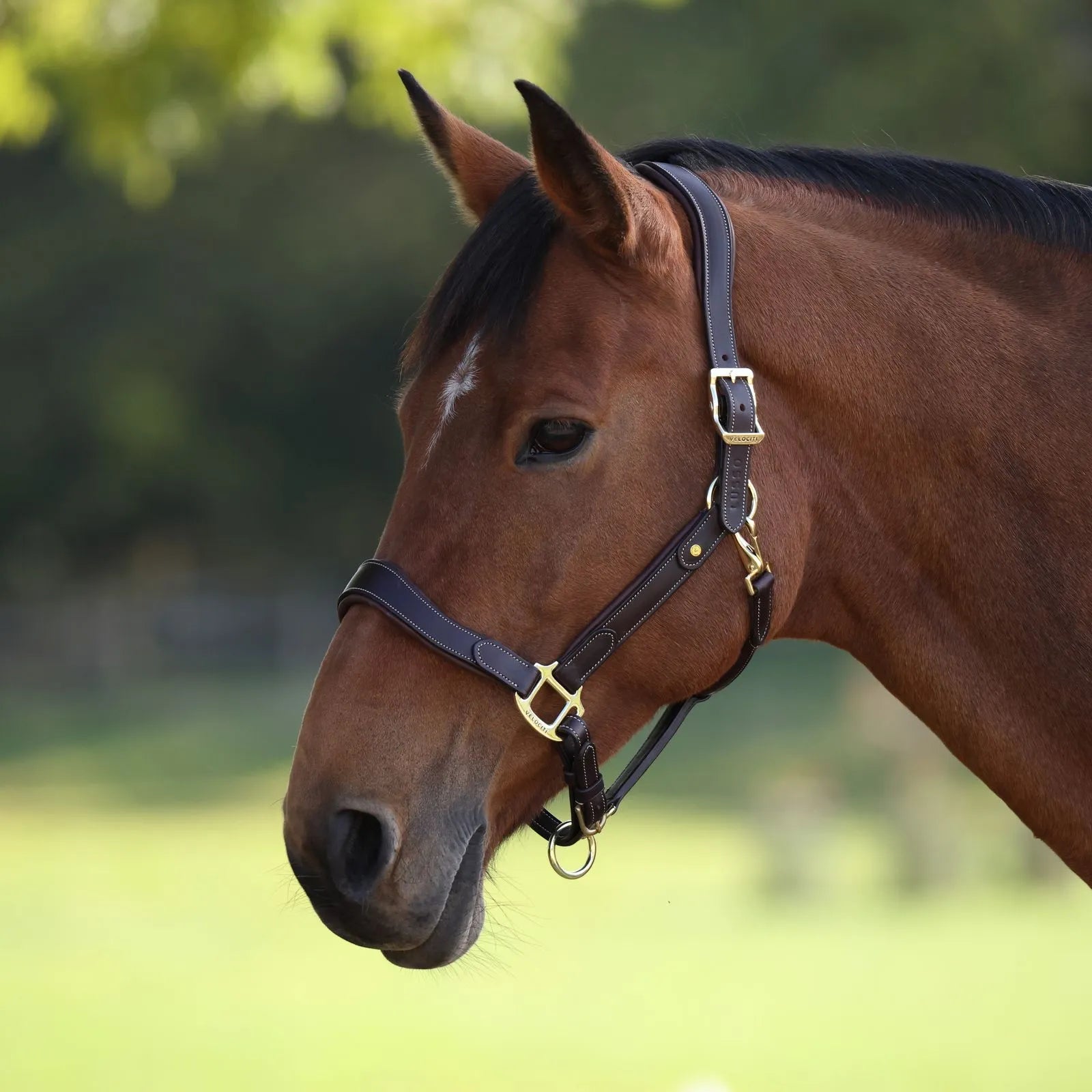 Velociti Lorca Leather Headcollar