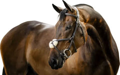Horseware Figure 8 Grackle Bridle