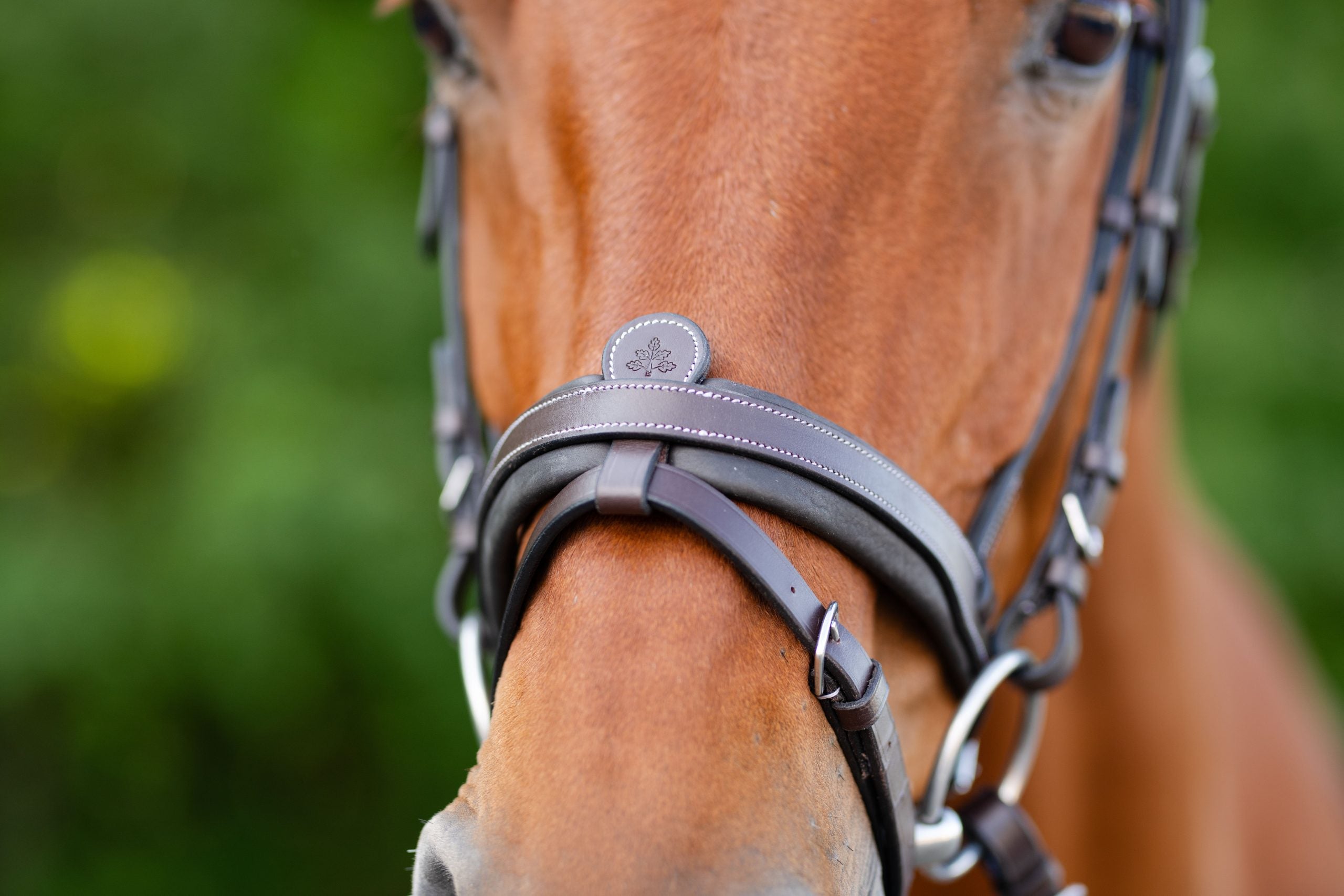 Black Oak Dogwood Bridle