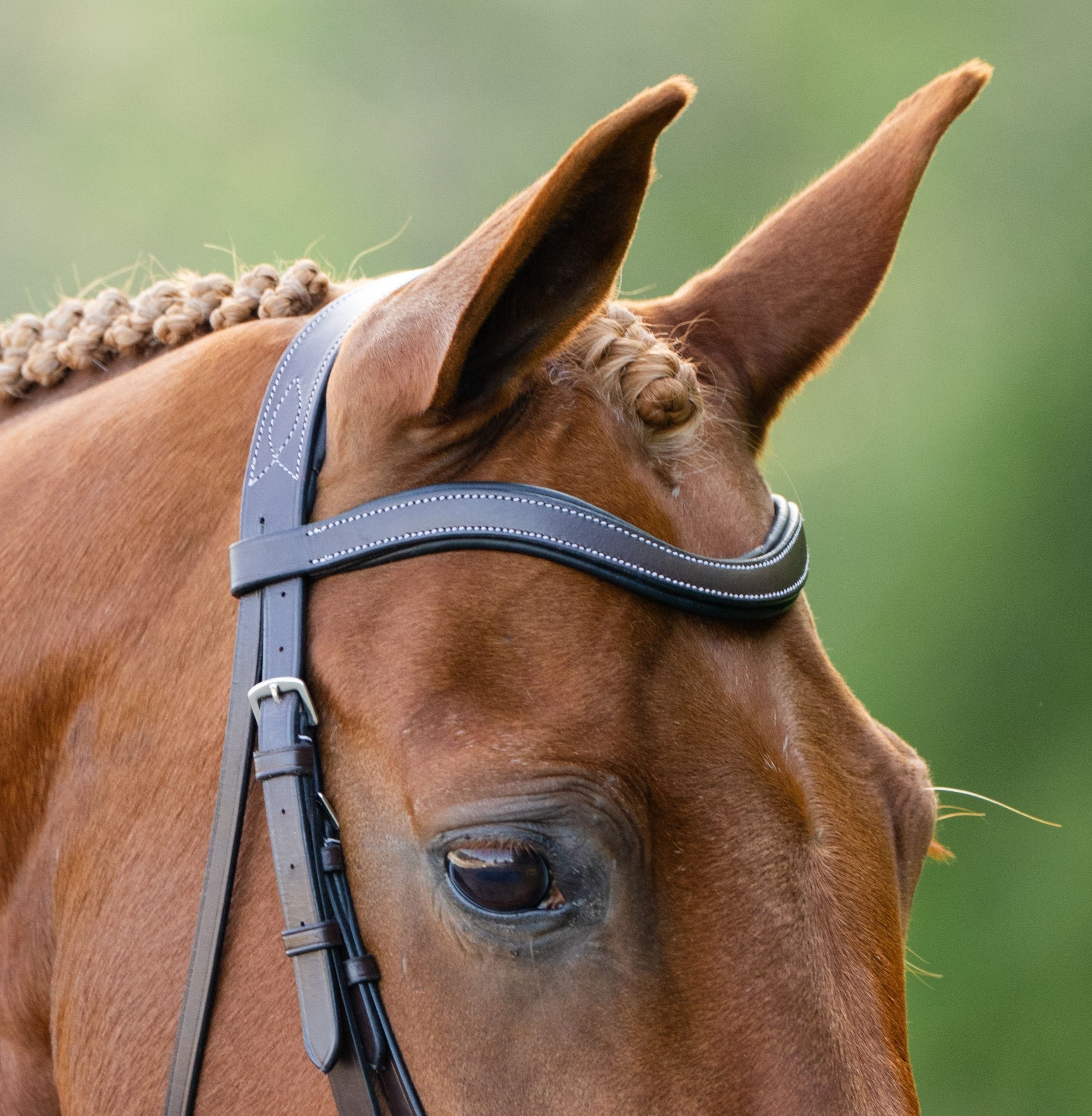 Black Oak Dogwood Bridle