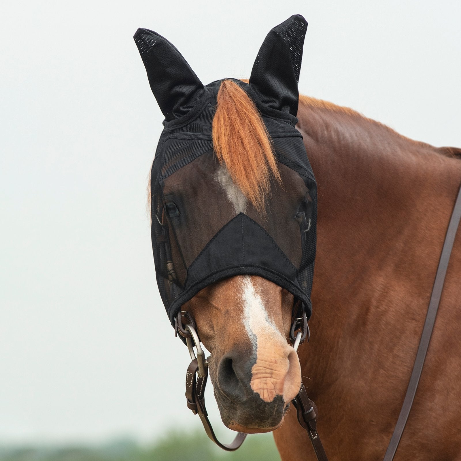 Cashel Quiet Ride w/ Ears