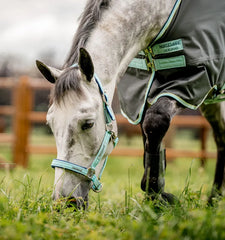 FieldSafe Headcollar