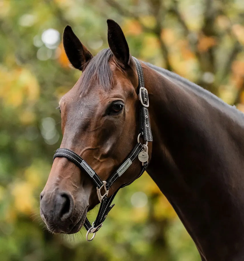 FieldSafe Headcollar