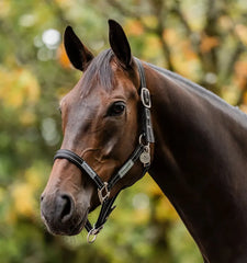 FieldSafe Headcollar