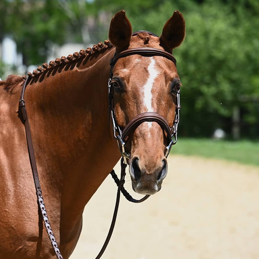 Antares Origin Hunter Bridle - Brown